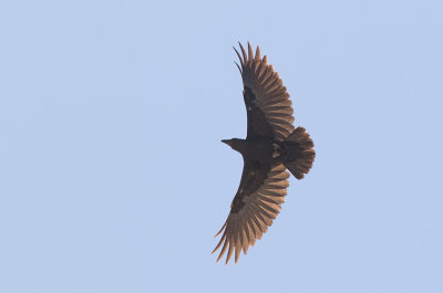 Fan-tailed Raven (Corvus rhipidurus)