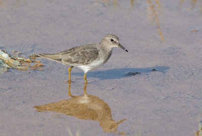 Temminck's Stint (Calidris temminckii)