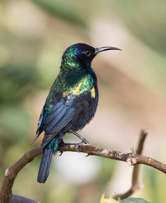 Shining Sunbird (Cinnyris habessinicus)	