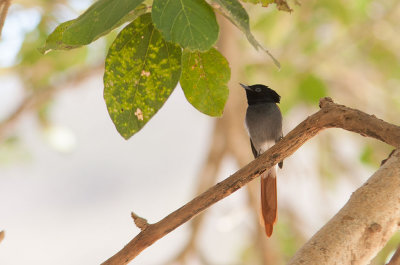 African Paradise Flycatcher (Terpsiphone viridian)