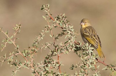 Rppels Weaver (Ploceus galbula)