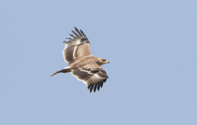 Steppe Eagle (Aquila nipalensis) 1k