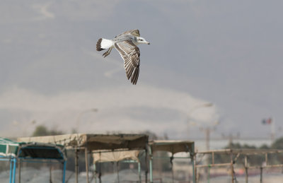 Pallas's Gull (Ichthyaetus ichthyaetus)	