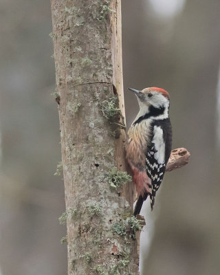 Middle Spotted Woodpecker (Dendrocopos medius)	