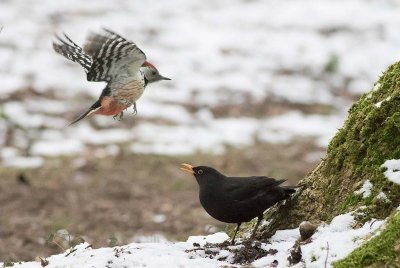 Middle Spotted Woodpecker (Dendrocopos medius)	