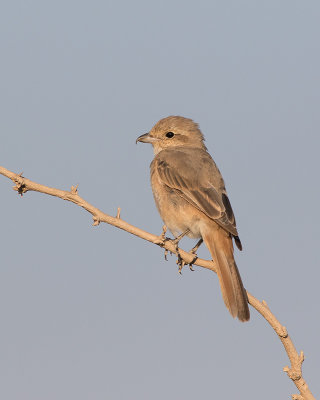 Isabelline Shrike (Lanius isabellinus)