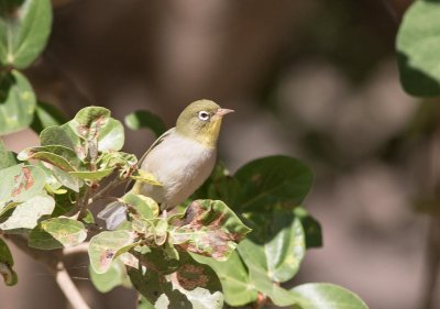 White-breasted White-eye (Zosterops abyssinicus)