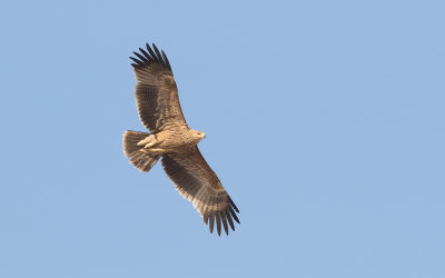 Imperial Eagle (Aquila heliaca), 1k