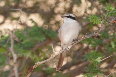  Rufous-tailed Shrike (Lanius phoenicuroides)