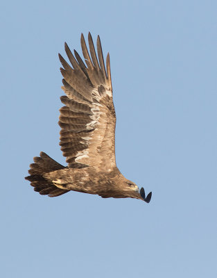 Steppe Eagle (Aquila nipalensis) 2k