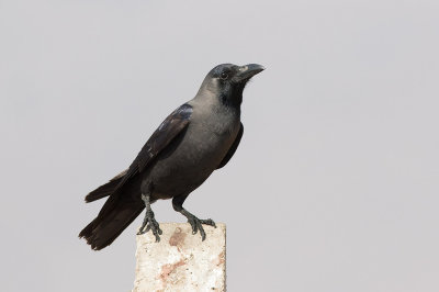 House Crow (Corvus splendens)