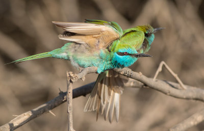 Arabian Green Bee-eater (Merops cyanophrys)	