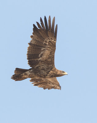 Steppe Eagle (Aquila nipalensis) 4k