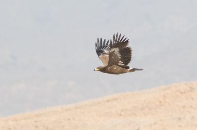 Steppe Eagle (Aquila nipalensis) 1k