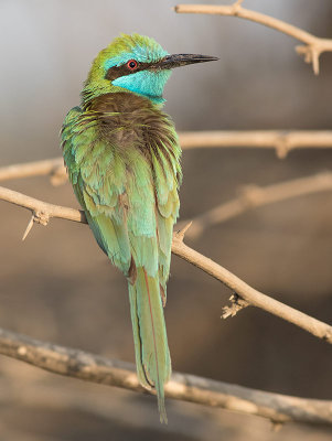 Arabian Green Bee-eater (Merops cyanophrys)	