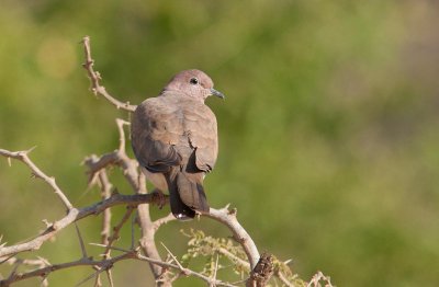 Laughing Dove (Streptopelia senegalensis)