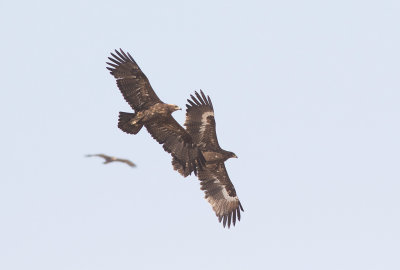 Steppe Eagles (Aquila nipalensis) 