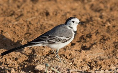  White Wagtail (Motacilla alba)