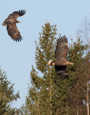 White-tailed Eagle (Haliaeetus albicilla)