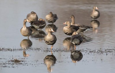 Greater White-fronted Goose (Anser albifrons)