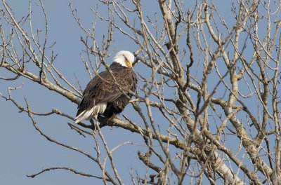 Bald Eagle (Haliaeetus leucocephalus)