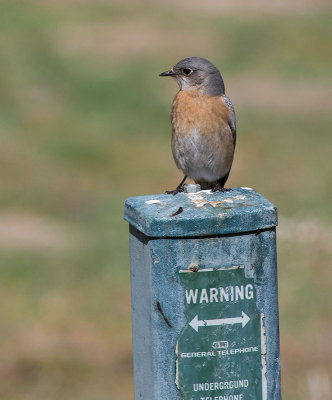 Western Bluebird (Sialia mexicana)