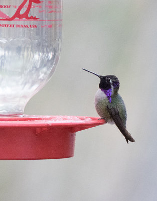 Costas Hummingbird (Calypte costae)