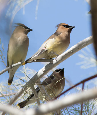 Cedar Waxwing (Bombycilla cedrorum)