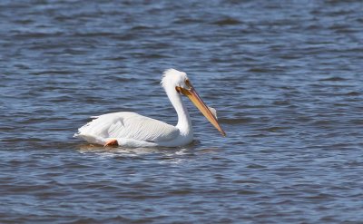 American White Pelican (Pelecanus erythrorhynchos)