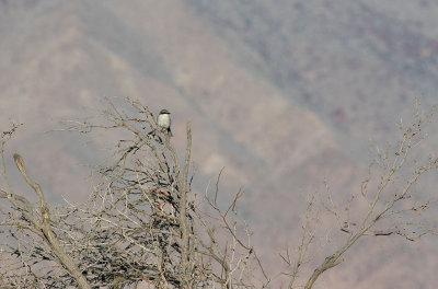 Loggerhead Shrike (Lanius ludovicianus)