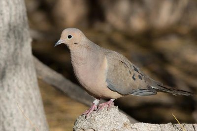 Mourning Dove (Zenaida macroura)