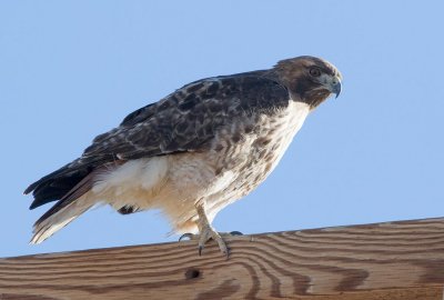 Red-tailed Hawk (Harlans) -  (Buteo jamaicensis)