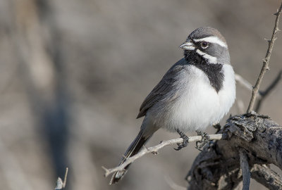 Black-throated Sparrow (Amphispiza bilinear)