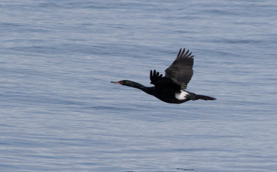 Pelagic Cormorant (Phalacrocorax pelagicus)