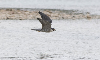 Pergrine Falcon (Falco peregrinus)	