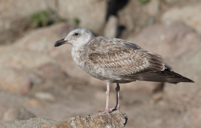 Western Gull (Larus occidentalis)