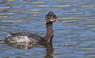 Eared Grebe (Podiceps nigricollis)