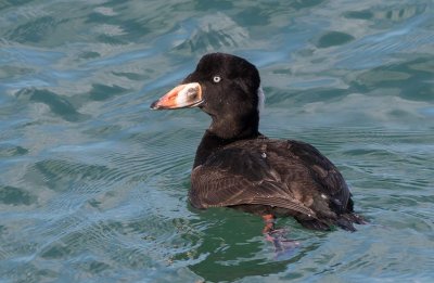 Surf Scoter (Melanitta perspicillata)	