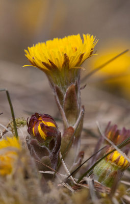 Hsthov (Tussilago farfara)