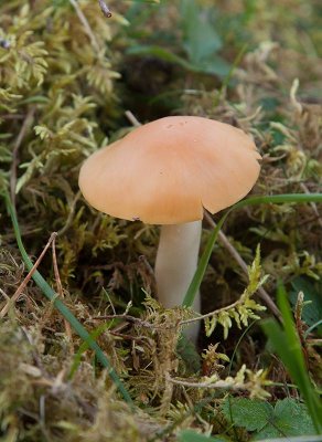 ngsvaxskivling (Hygrocybe pratensis)