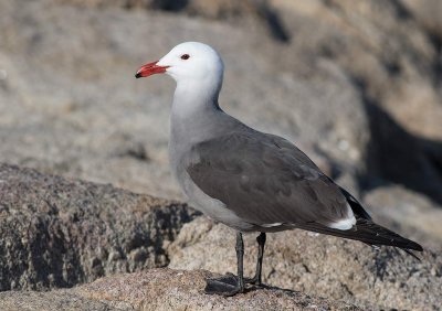 Heermann´s Gull (Larus heermanni)