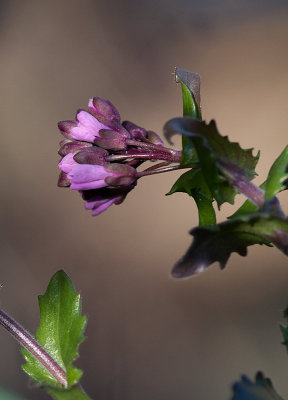 Vrtrav (Arabis blepharophylla)