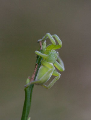 Grn bladspindel (Micrommata virescens)