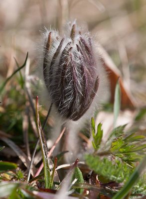 Fltsippa (Pulsatilla pratensis)