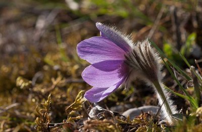 Gotlandssippa (Pulsatilla vulgaris ssp. gotlandica)	