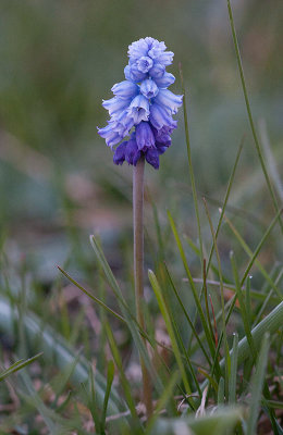 Dvrghyacint (Muscari azureum)