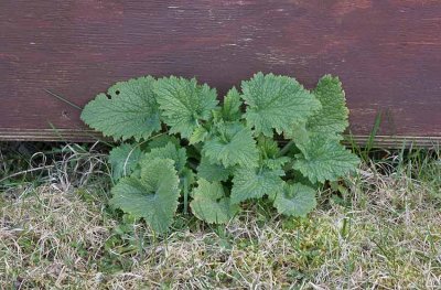 Vrflenrt (Scrophularia vernalis)