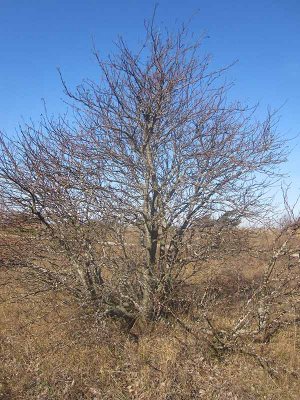 Balkanoxel (Sorbus graeca)