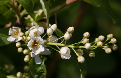 Hgg (Prunus padus)	