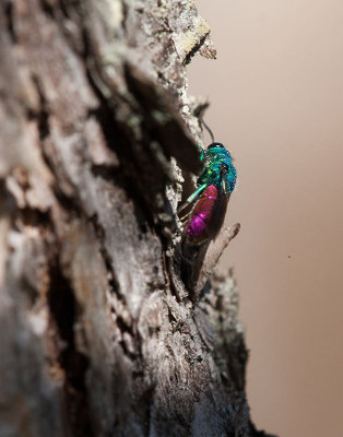 Chrysis terminata